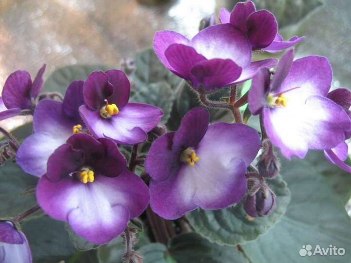 Фиалка детки