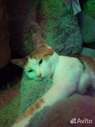 Трёхцветная кошечка