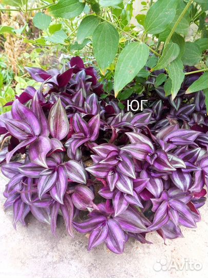 Традесканция зебрина - комнатные цветы