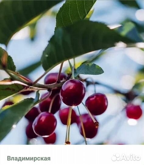 Растения для сада