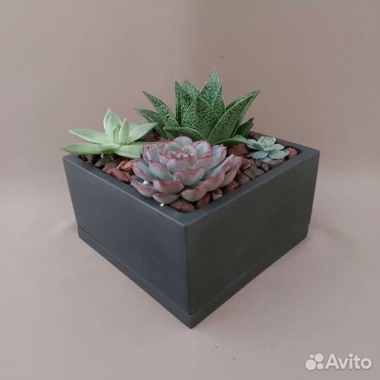 Композиция из суккулентов Доставка растений Тюмень