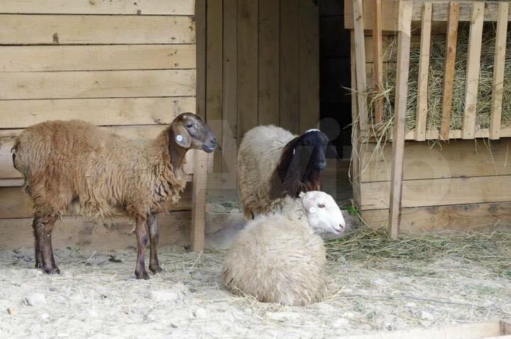 Усадьба/Комплекс Лагонаки