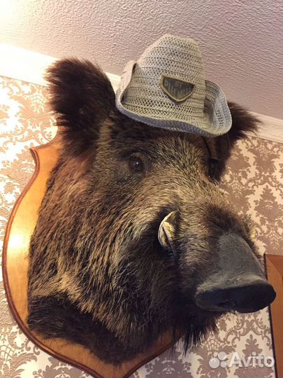 Чучело головы кабана