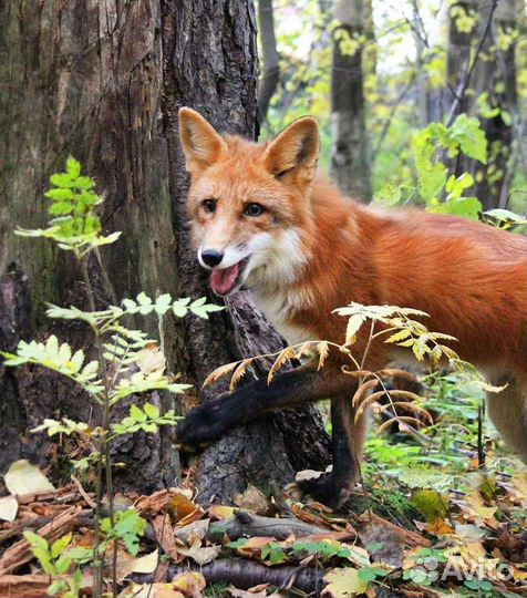 Фотограф видеограф
