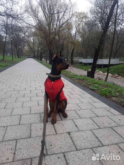 Курточка для собак