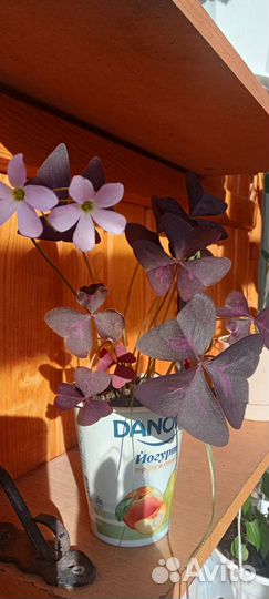 Продам цветы комнатные