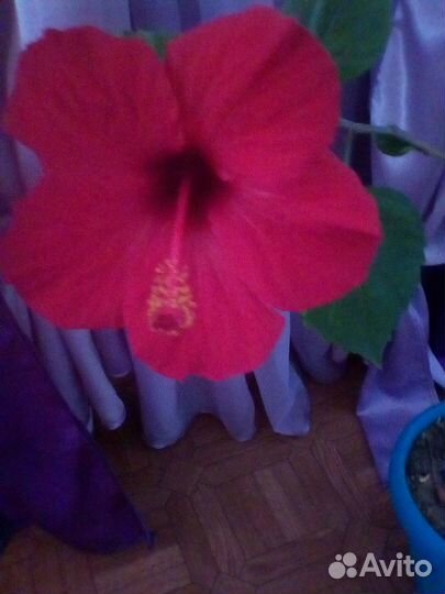 Китайская роза