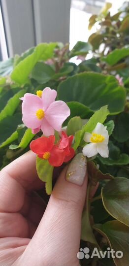 Бегония вечноцветущая