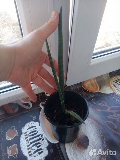 Сансевиерия цилиндрика экзот
