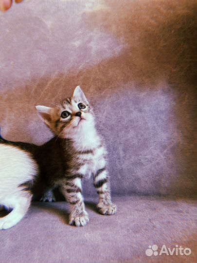 Котята в любящие руки