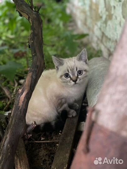 Британские котята