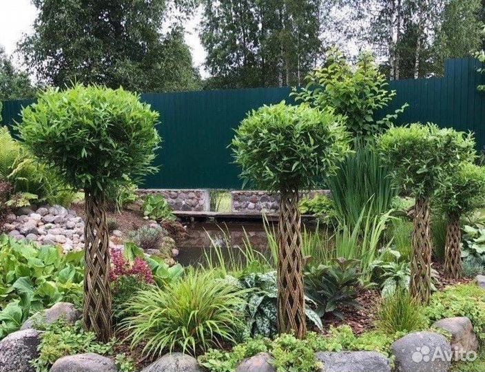 Плетеные деревья из ивы