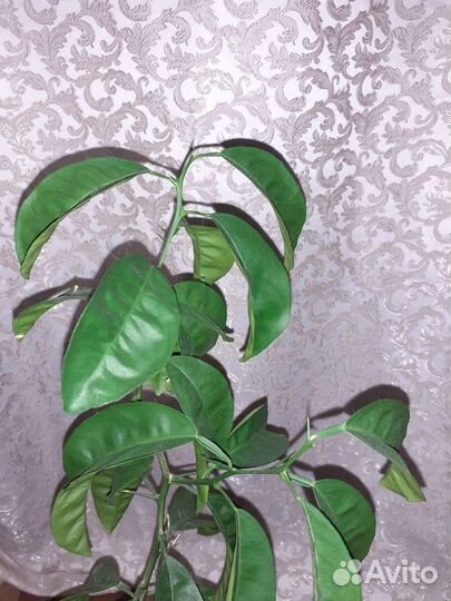 Мандариновое дерево 55см с горшком