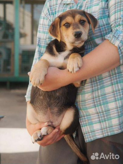 Щенок бигль метис в добрые руки