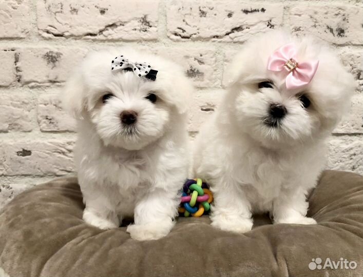 Мальтезики с документами мальчик и девочка