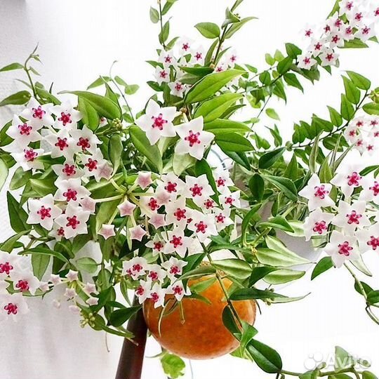 Хойя белла