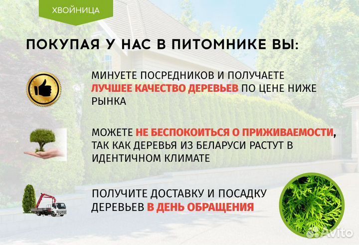 Туя Экстра Брабант