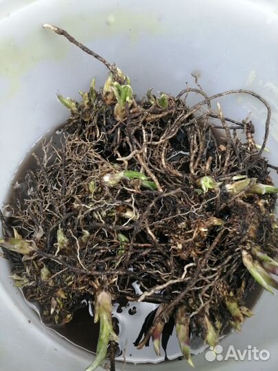 Хоста растение