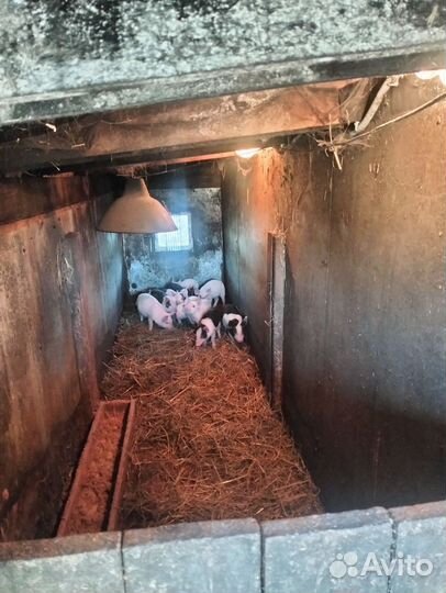 Поросята русская белая