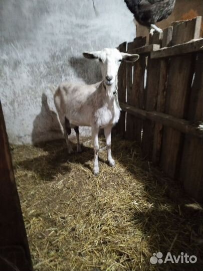 Козел и коза