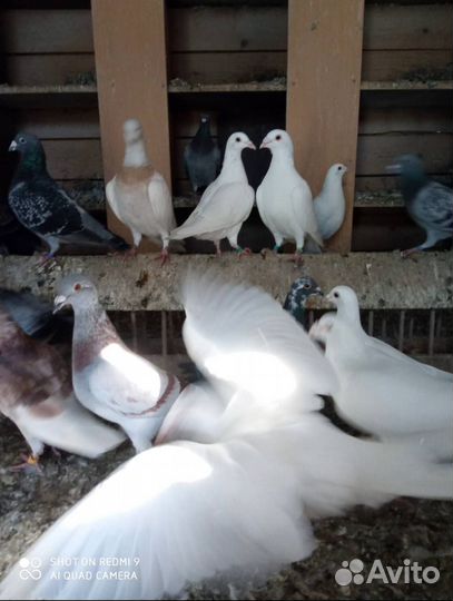 Спортивные голуби