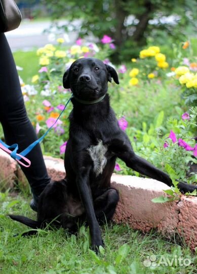 Собака в добрые руки