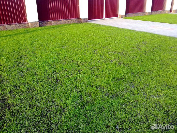 Газон под ключ, посевной газон
