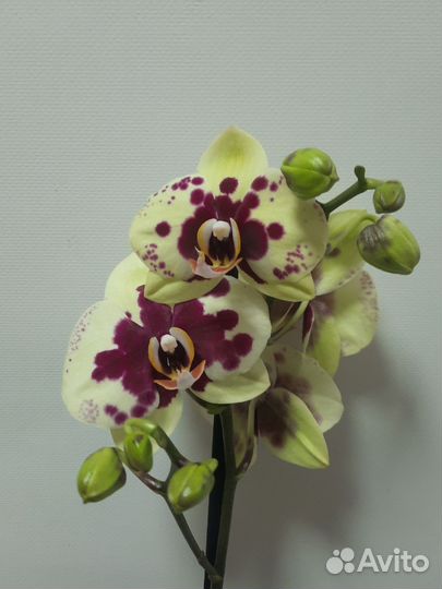 Орхидея фаленопсис Амадора