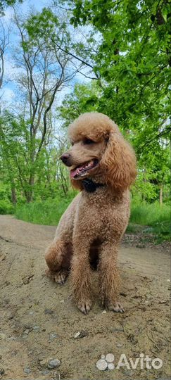 Ищем невесту