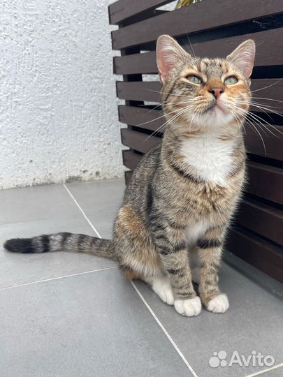 Кошка девочка