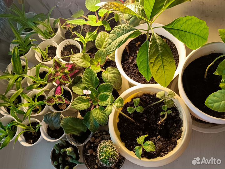 Бесплатно обменяю растения