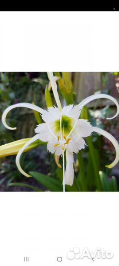 Гименокаллис