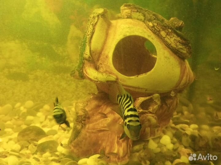 Рыбки цихлиды