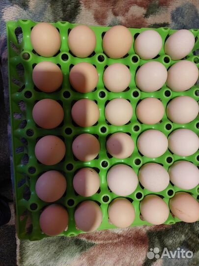 Инкубационное яйцо, цыплята Кучинская юбилейная