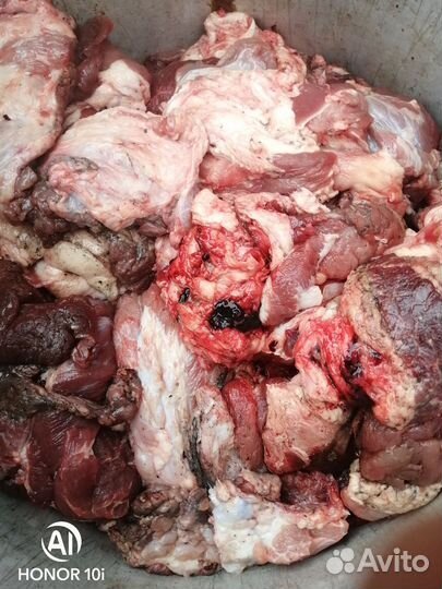 Корм для собак