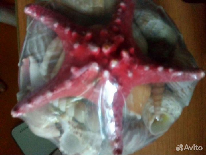 Морские ракушки и рыба-еж бесплатно