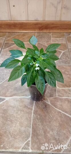 Перчик декоративный комнатный