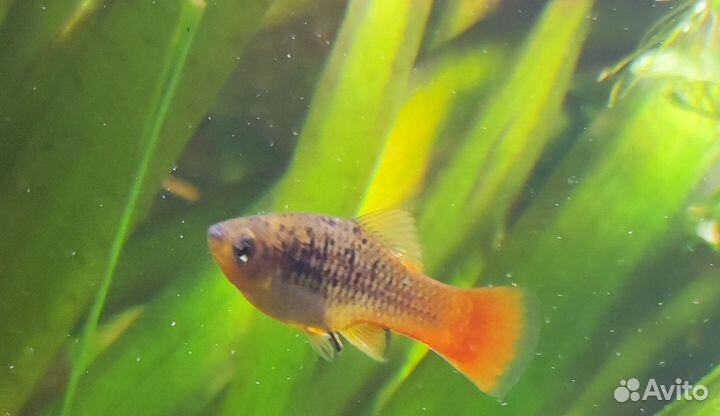 Аквариумные рыбки