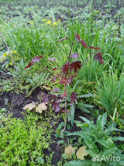 Саженцы клёна