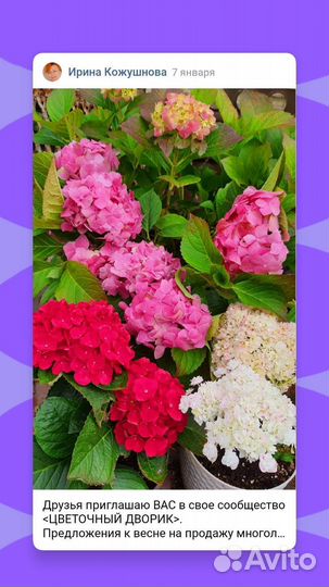 Декоративные кустарники