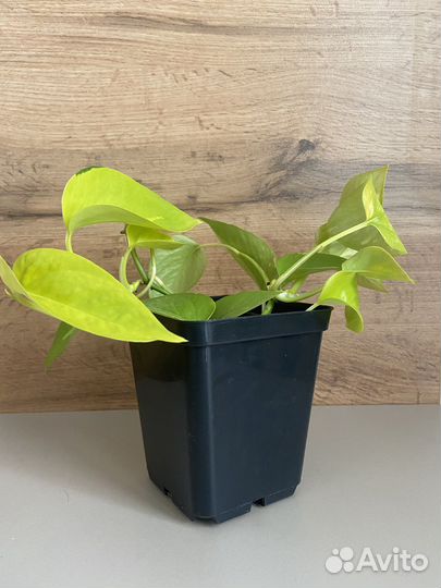 Сциндапсус неон