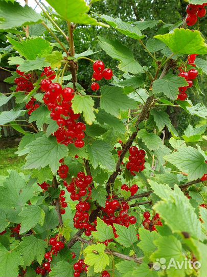 Смородина красная и чёрная, крыжовник
