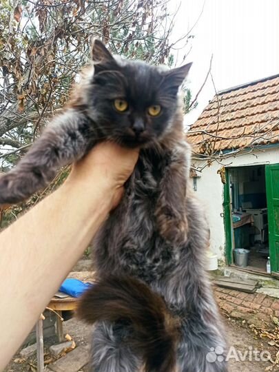 Кот