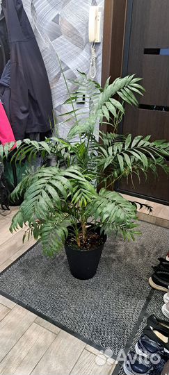 Пальма Хамедорея