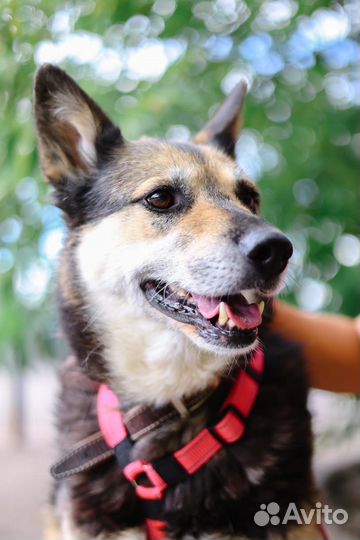 Красивая собака бесплано