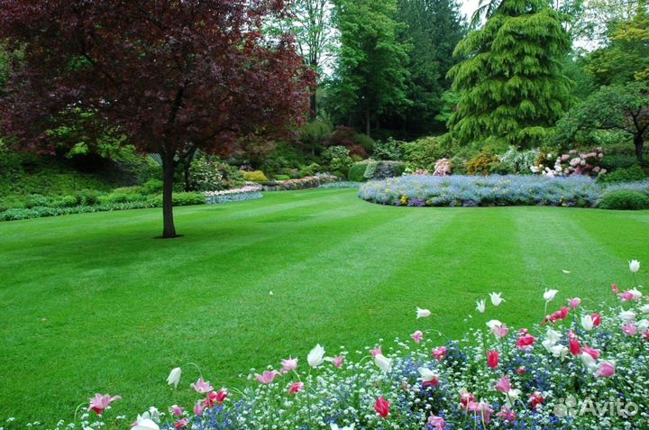 Натуральный рулонный газон от производителя