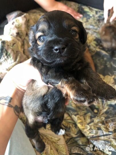 Щенки пекинеса