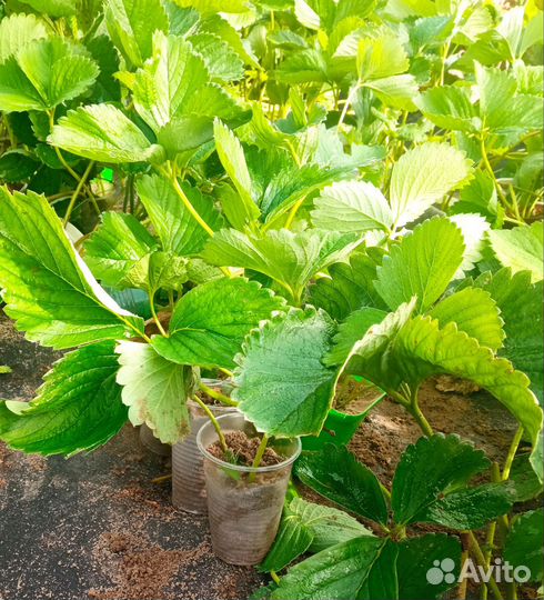 Рассада клубники