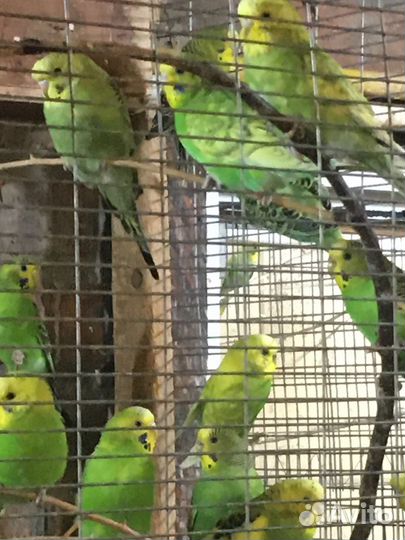 Птенцы волнистый попугай