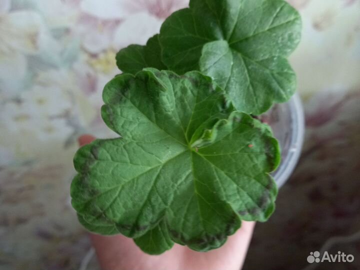 Пеларгония герань лили Кокетка куст 2г